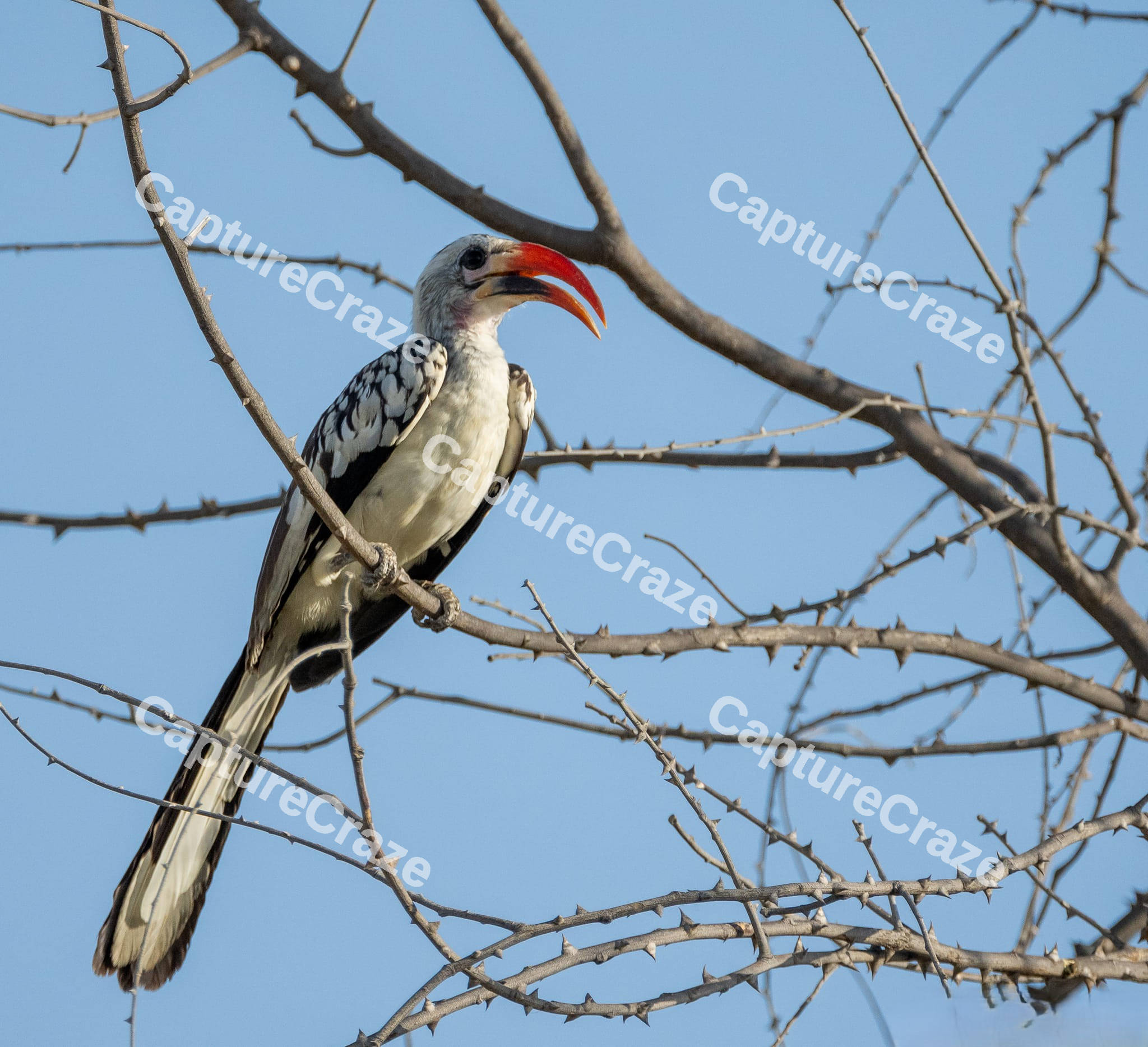 Red-billed Hornbill Bird
